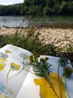 croquis aquarelle, carnet de voyage, flore des bords de Saône